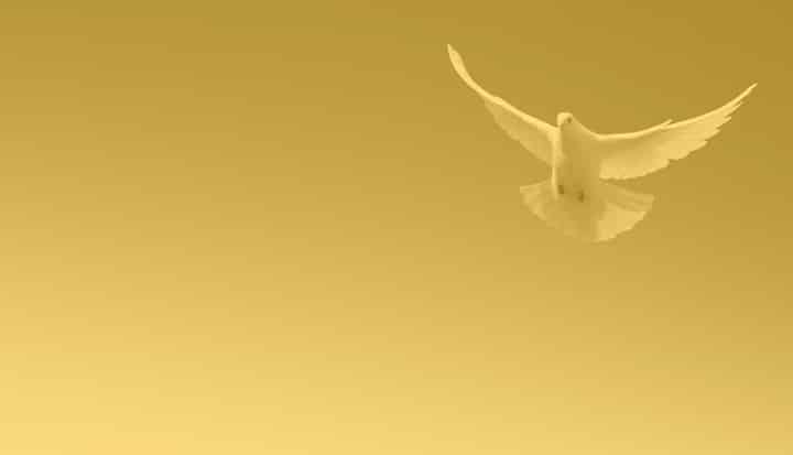 144_Peace_Livestream_Timeline_Homepage