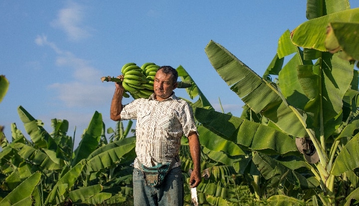 Fairtrade banana farmer Juan Roberto, from Peru carrying Bananas in a field