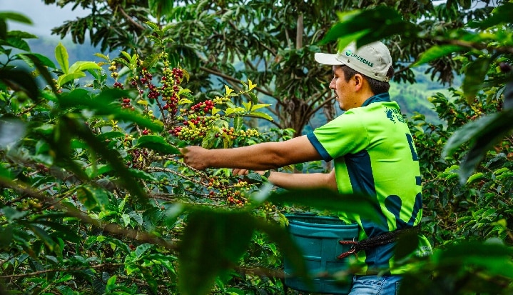 Coffee Farmer in Peru