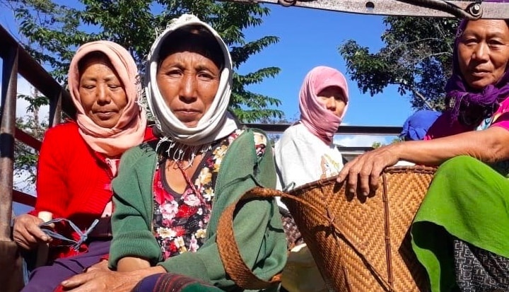 Naga sticky rice being harvested by a small farmers group in Nagaland, India