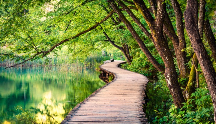Bridge through the forest