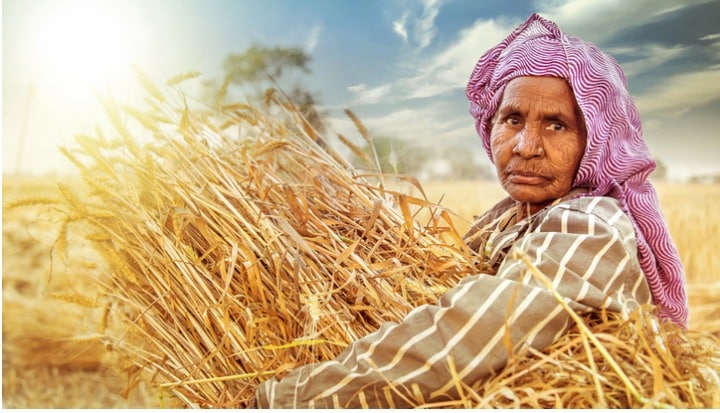 Farmer Wheat