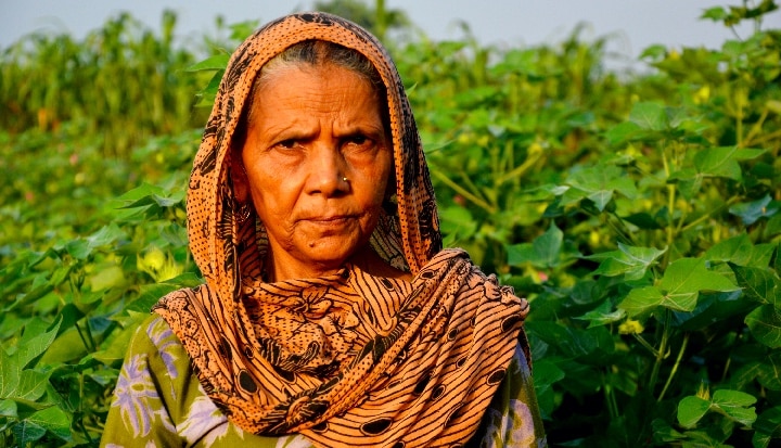 Rohtak, Haryana, India – September 11, 2013: Female farmer of Indian ethnicity standing portrait near cotton crop field.