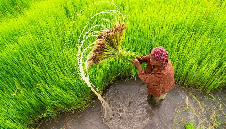 woman in field