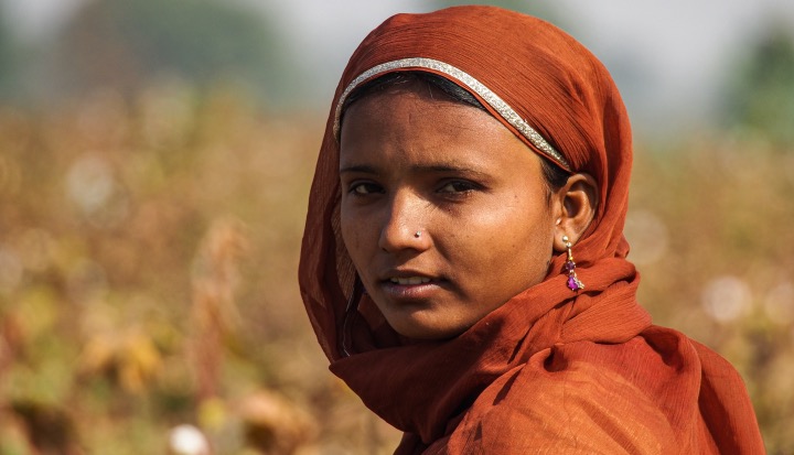 Beautiful dressed women working on the cotton fields of Jaisalmer, Rajasthan. Women Empowerment in cotton production