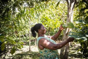 Fairtrade cocoa farmer Lucy Twenewaa - KKFU Member