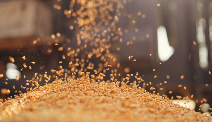 Wheat Seeds. Food fortification