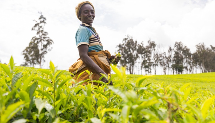 Female Farmer in Tea field - Gender Voluntary Carbon Market