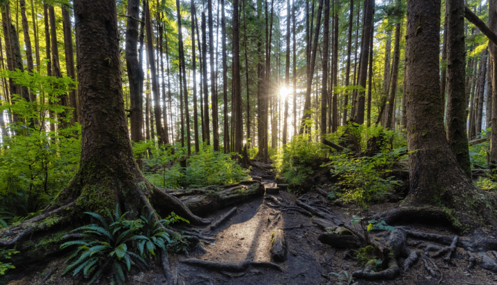 Sunrise through the forest- future of social impact